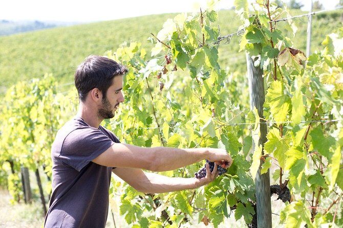 4 Wines Tasting with 2 Tuscan Cheeses & Tour at the winery - The tasting room setup: sit, compare, and learn the wines