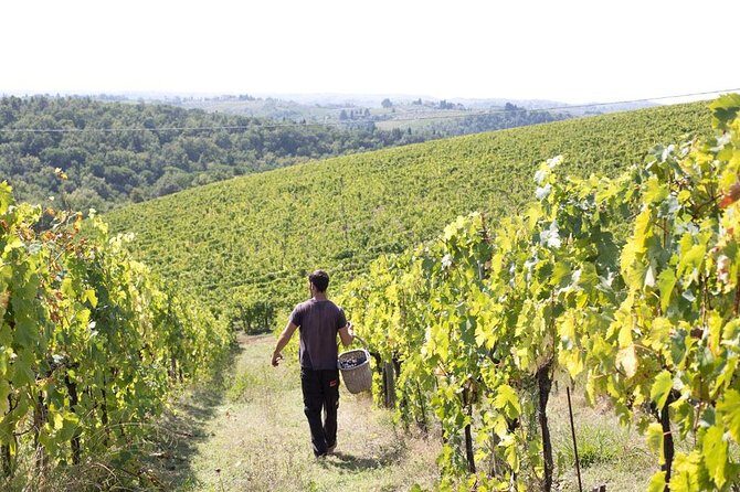 4 Wines Tasting with 2 Tuscan Cheeses & Tour at the winery - The value of $44.55: what you’re really paying for
