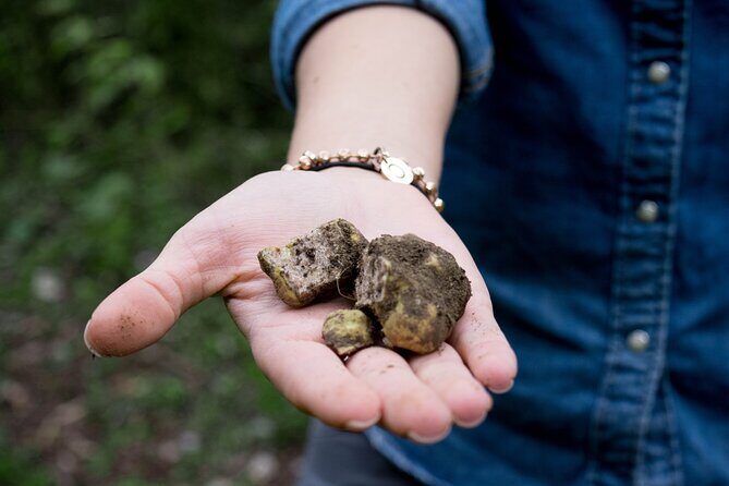 5 Hours Truffle Hunt Experience with Cooking Class - Tuscany Truffle Hunt and Cooking Class: What You’re Really Buying