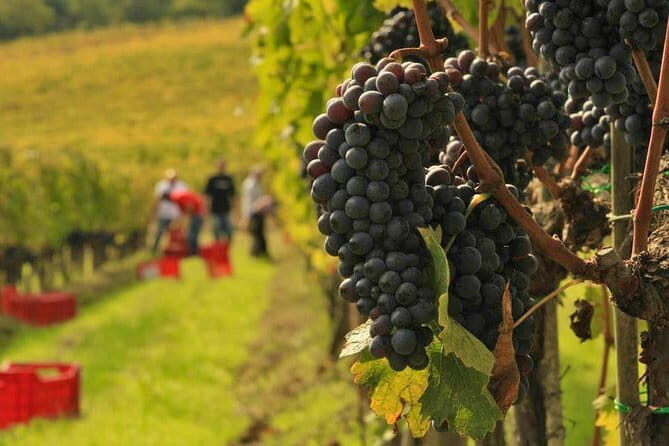 Brunello and Nobile, Wine Lover Tour Montalcino and Montepulciano - Key highlights you’ll feel in the moment