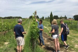 Brunello di Montalcino, small biodynamic wineries - Val d’Orcia (UNESCO) and the Fortezza: Where the Views Earn Their Place
