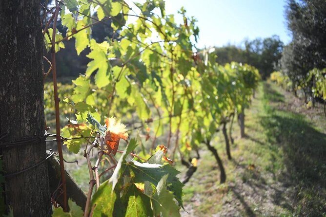 Brunello Vineyards Bus Tour - The 3-Hour Time Window: What Fits, What Doesn’t