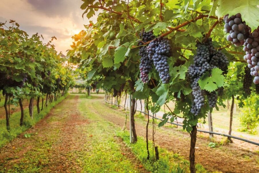 Chianti Countryside Full-Day Tour by Vintage Fiat 500 - Chianti by Fiat 500: Why This Feels More Real Than a Bus