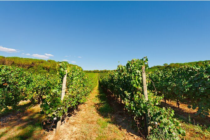 Chianti Region and San Gimignano including wine tasting and light lunch - Who This Tour Fits Best