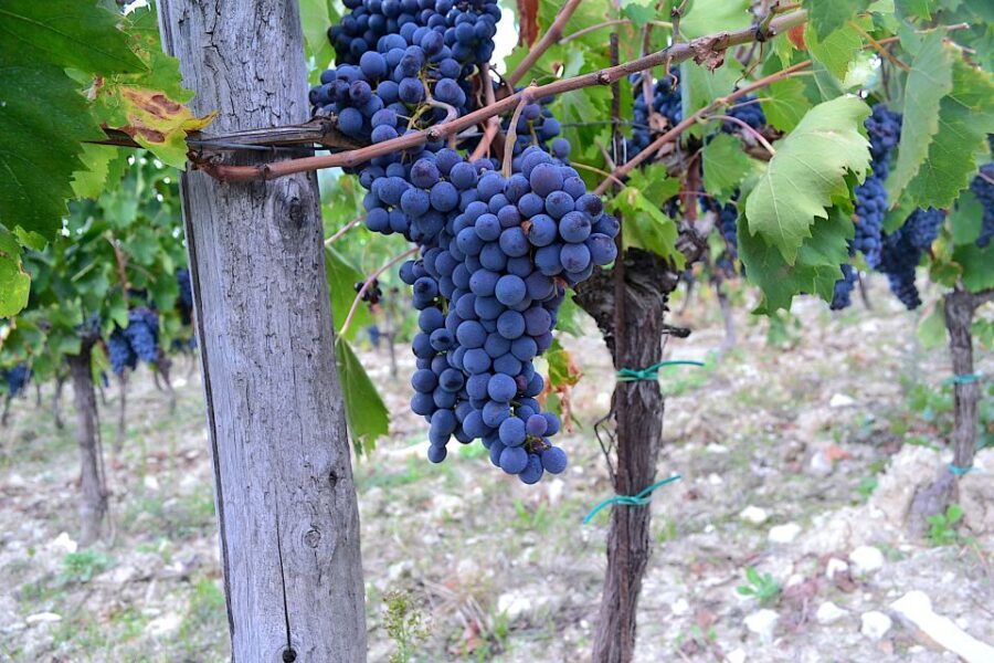 Chianti Rufina: Wine Tour in Castle & Historical Villa - Lunch in the middle: Tuscan produce with real fuel for tasting