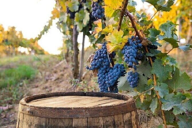 Chianti, San Gimignano and Siena Full Day Trip with Wine Tastings - Piazza del Duomo: where you slow down and choose your pace