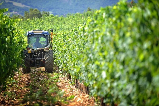 Chianti Vineyards Tours in Private Luxury Van from Florence - Key points to know before you go