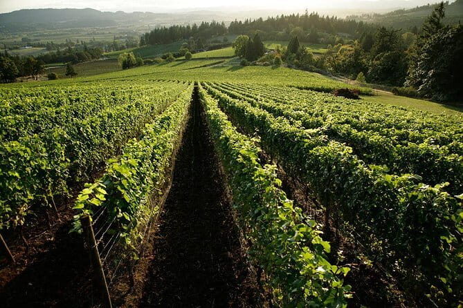 Chianti Vineyards Tours in Private Luxury Van from Florence - Where the day goes: Greve, Bargino, Sant’Appiano, and Casa Emma