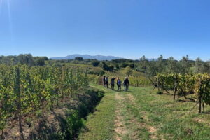 Chianti Wine Tasting Tour from Florence (2 Wineries) - Tuscany Roads: The Long Drive That’s Supposed to Be Part of the Fun