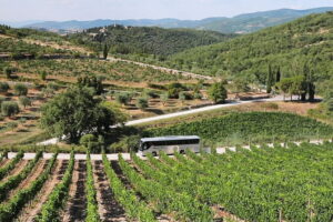 Chianti Wine Tour: Two Wine Tastings, Vineyards and Cellar Visit - Via Chiantigiana: The Drive That Sets the Mood