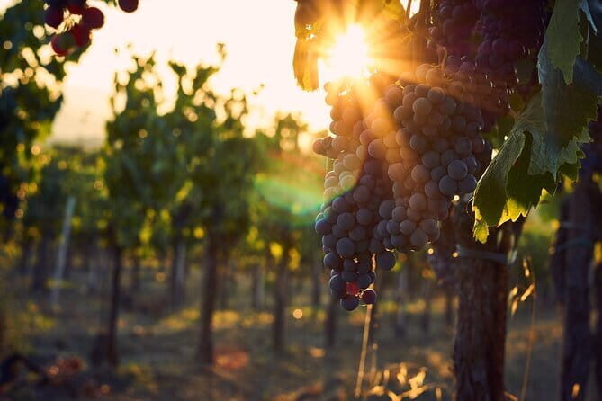 Discover Chianti: Half-Day Tour - Hotel Pickup and the comfortable Mercedes minivan ride
