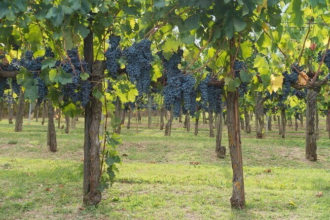 Discover Chianti: Half-Day Tour - Weather and timing: keeping your day smooth in Tuscany