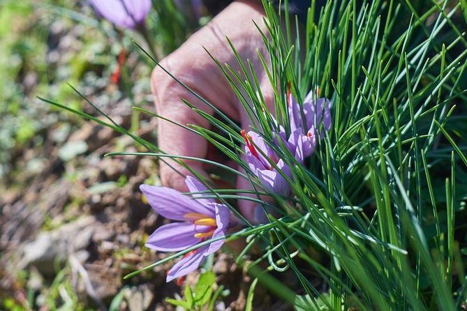 Discover Montalcino through its best productions: Brunello & Saffron!! - What you actually eat and drink (the included food list)