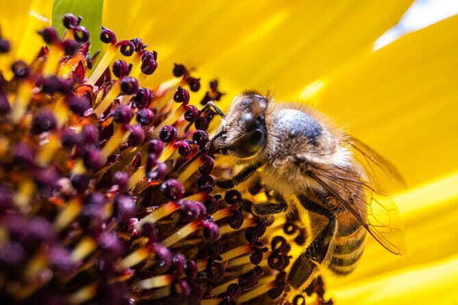 Discovering Bees in Volterra - Key highlights you’ll feel right away