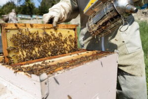 Discovering Bees in Volterra - The Three Castes Lesson: Queen, Workers, and Drones