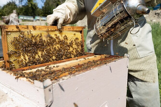 Discovering Bees in Volterra - The Three Castes Lesson: Queen, Workers, and Drones