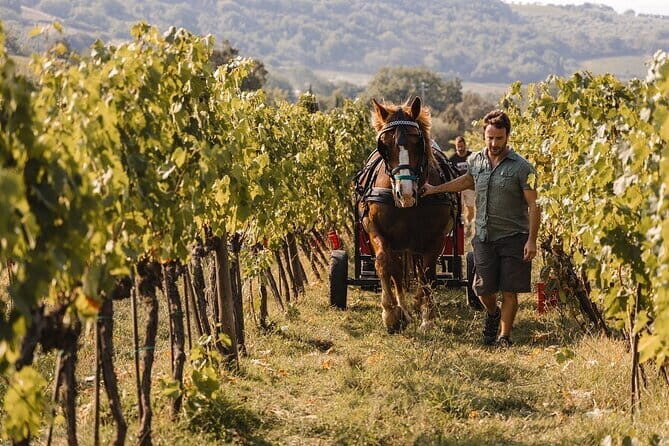Exclusive Brunello di Montalcino tour from Florence - Private Brunello Day from Florence: What You’re Really Buying
