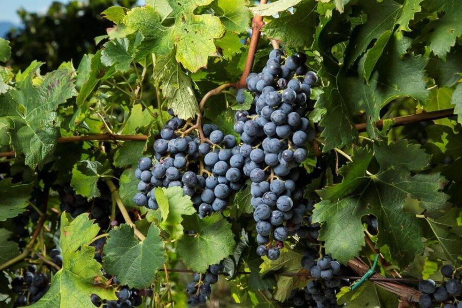 Exclusive Chianti Rufina Half-Day with lunch from Florence - Value for Your $450.56: Private Transport, Two Wineries, and a Sommelier