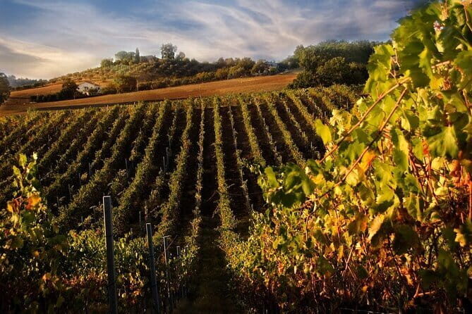 Exclusive Private Tuscany Wine Tour & Food Pairing Session - Level 3 sommelier guidance: how tasting gets easier fast