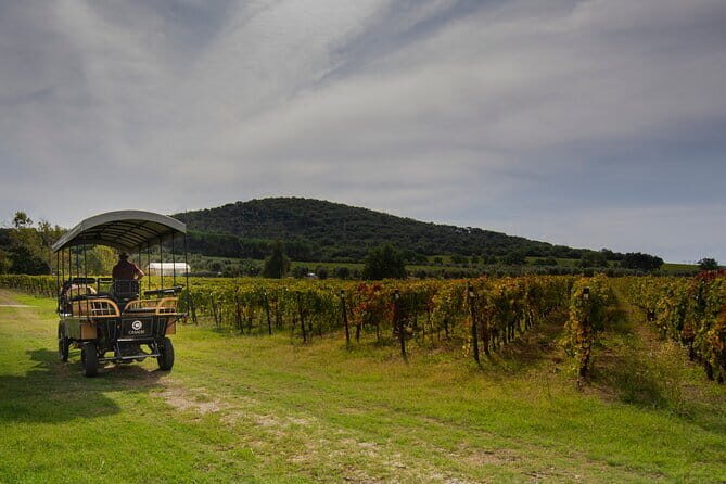 Exclusive Suvereto tour from Florence: Land of Elisa Bonaparte - Azienda Agricola I Mandorli: sea views and organic/biointegral wine-making