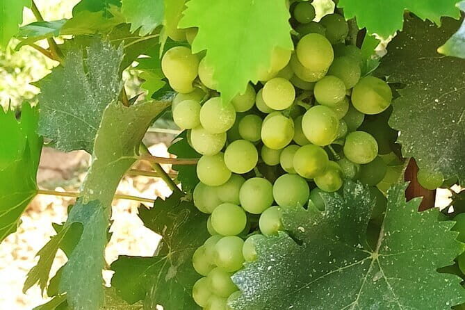 EXCLUSIVE Wine Tour in Chianti & San Gimignano (Lunch & Wine Tasting included) - Scenic drive through Chianti hills with a real driver