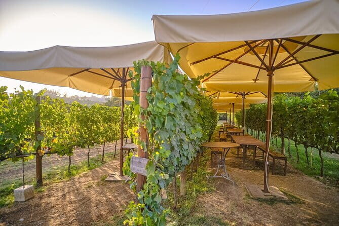 Exclusive Winery Tour with Tasting and Dinner in Chianti vineyard - Greve in Chianti: one hour to reset and taste the village pace