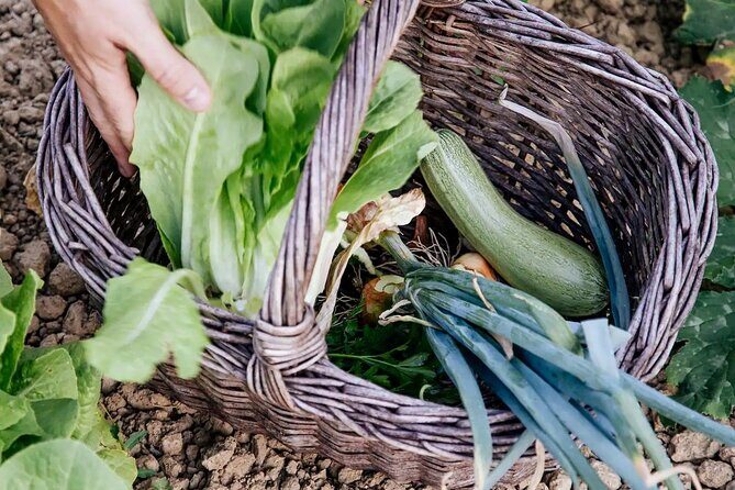Farm To table Experience on an organic hilltop estate in Tuscany - Who should book this farm-to-table day, and who should skip it