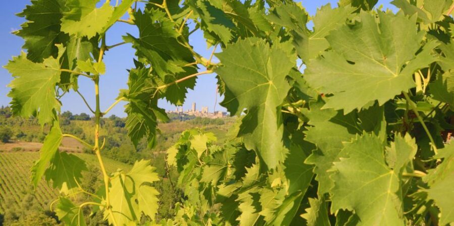 Florence: Chianti Villages, San Gimignano and Winery Tour - Guides make the day: Luigi, Aladdin, Christian, Francesco, and the rest of the crew
