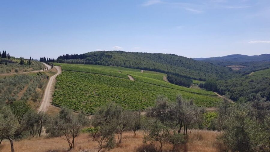 Florence: Private Vintage Fiat500 Countryside & Winery Lunch - Tuscan lunch, wine tasting, and extra virgin olive oil