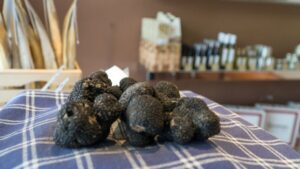 Florence: Truffle Hunting and Vinci with Lunch and Winery - San Miniato truffle hunting: how the dog and pro do the work