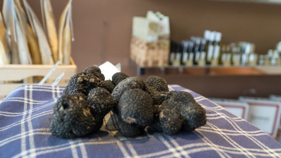 Florence: Truffle Hunting and Vinci with Lunch and Winery - San Miniato truffle hunting: how the dog and pro do the work
