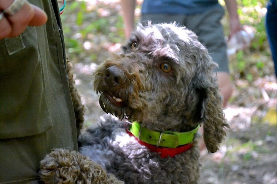 Florence: Truffle Hunting, Lunch, and Wine Tasting Tour - Who Should Book This Florence Truffle and Wine Tour?