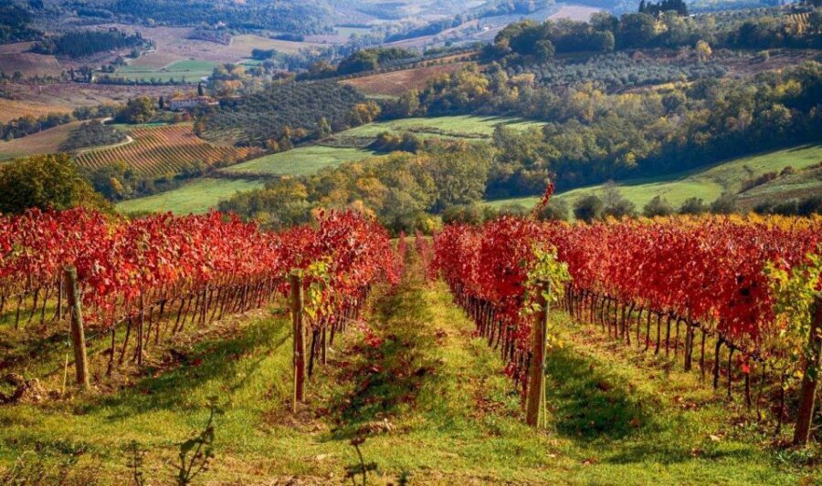 Florence: Tuscany Chianti Winery Private Day-Trip with Lunch - Inside a Family-Run Wine Estate: Medieval Cellars and Oak Barrels