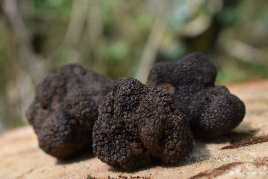 Florence: Tuscany Truffle Hunt Culinary Adventure Tour - What Truffle Hunting Actually Feels Like in the Woods