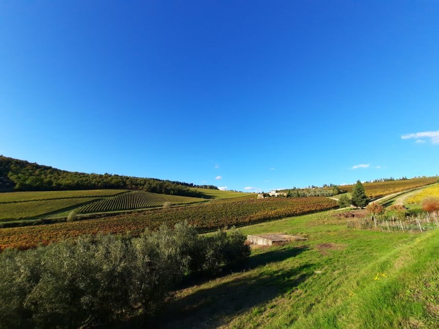 Florence Wine Tour with Traditional Lunch, Private Winery - Why This Florence to Chianti Wine Tour Feels Like a Real Day Out
