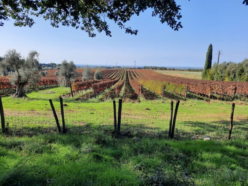 Florence Wine Tour with Traditional Lunch, Private Winery - Quick Practical Tips Before You Go