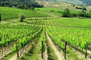 From Florence: Chianti Self-Guided Vespa Tour with Lunch - Borgo Ognissanti: what you handle before the first turn