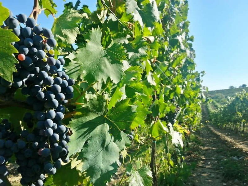 From Florence: Chianti Self-Guided Vespa Tour with Lunch - Lunch in Greve: a 2-course trattoria meal with drinks