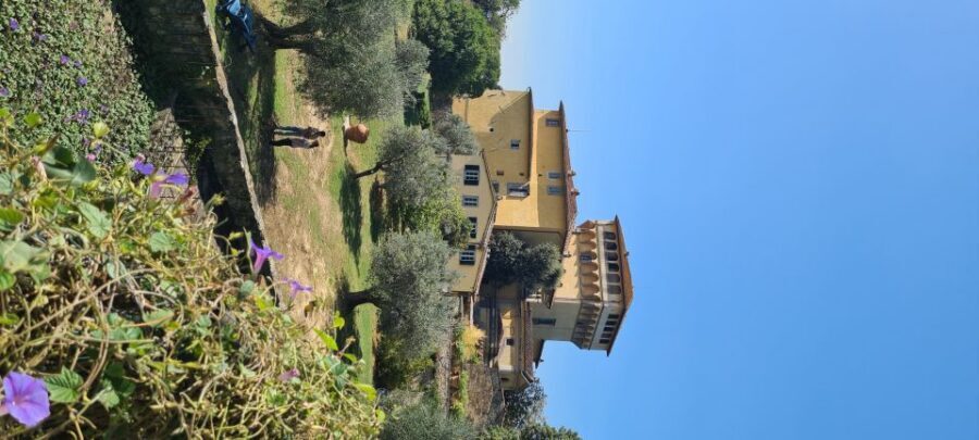 From Florence: Horseback Ride and Olive Oil and food tasting - The olive oil tasting: what to look for in extra-virgin quality