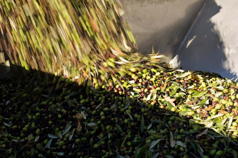 From Florence: Olive Oil Mill Tour and Tasting in Fiesole - The tasting: how to get value from the oils you’re given