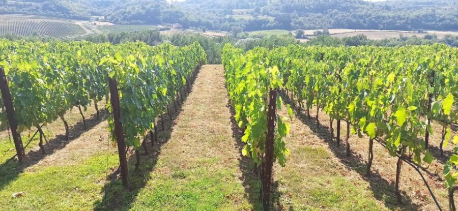 From Florence: Pisa/Chianti Half Day Tour with Wine Tasting - Pisa in one hour: what you can realistically do
