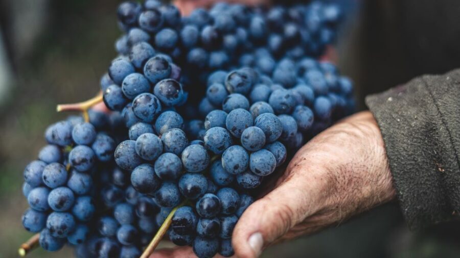 From Florence: Private Chianti Hills Tour with Tasting - Stop number two tastings: why two different wineries makes sense