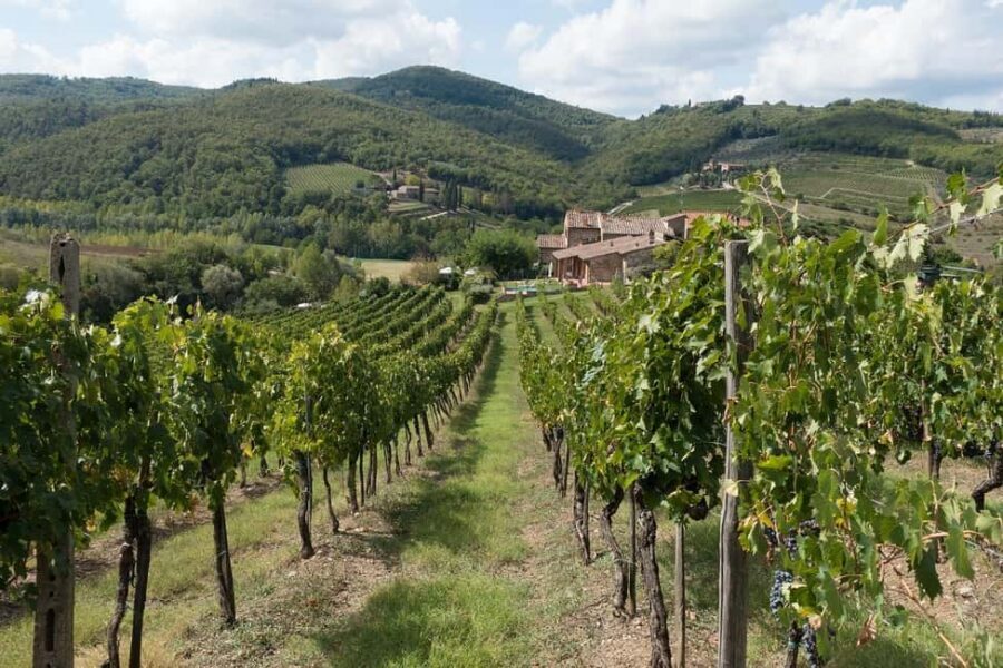 From Florence: Private Half-Day Chianti Tour & Wine Tasting - The tasting setup: five wines plus local snacks, paced for a half day