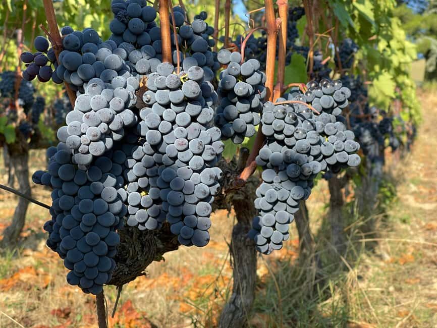 From Florence: Private Half-Day Chianti Tour & Wine Tasting - Logistics and constraints that matter (and how to plan around them)