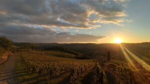 From Florence: Private Wine Tasting Tour in Chianti - First winery: vineyard, cellar, and multiple tastings with a family welcome