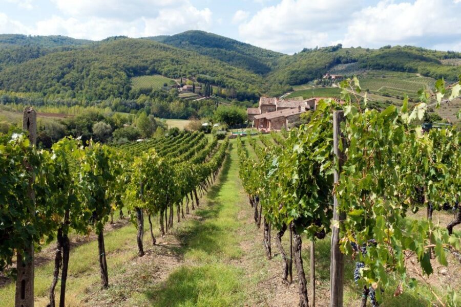 From Florence: Private Wine Tasting Tour in Chianti - The Sangiovese lesson: why this wine tour feels more educational than typical tastings