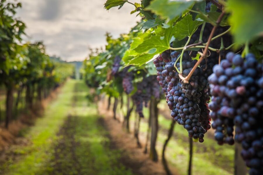 From Florence: Semi Private Deep Wine Chianti San Gimignano - Tips to get the most from the day