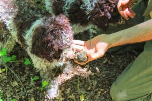 From Florence: Truffle Hunting with Lunch & Transportation - In the oak forests: how the truffle hunt works with trained dogs