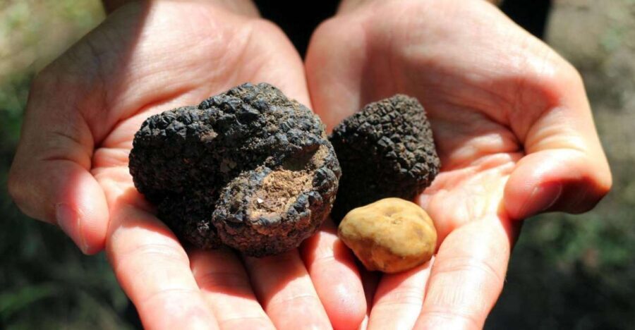From Florence: Truffle Hunting with Lunch & Transportation - Wine tasting in San Gimignano: wines plus extra virgin olive oil