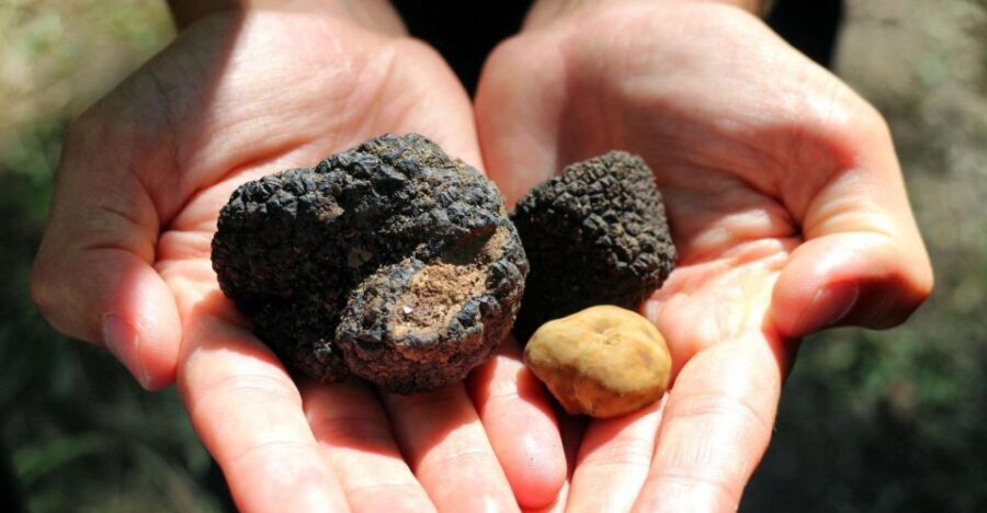 From Florence: Truffle Hunting with Lunch & Transportation - Should you book this truffle hunt day from Florence?